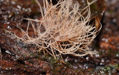 Phaeopterula stipata