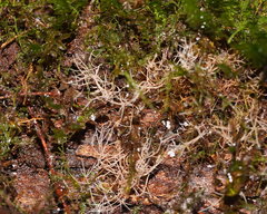 Phaeopterula stipata