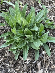 Salvia sclarea