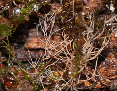 Phaeopterula stipata