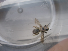 Megachile ericetorum