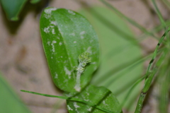 Neottia convallarioides