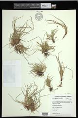Carex deflexa