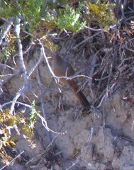 Pseudasthenes steinbachi