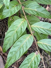 Glochidion sumatranum