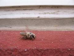 Megachile ericetorum