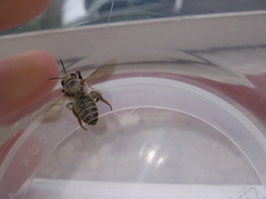 Megachile ericetorum