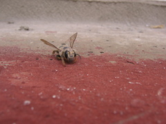 Megachile ericetorum