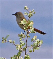 Pseudasthenes steinbachi