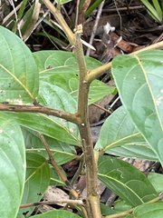 Glochidion sumatranum