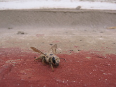 Megachile ericetorum