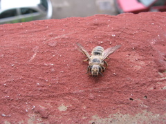 Megachile ericetorum