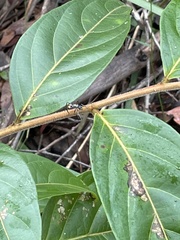 Glochidion sumatranum