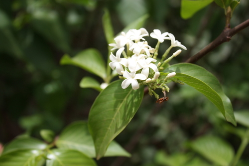 Holarrhena floribunda