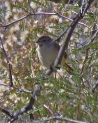 Pseudasthenes steinbachi