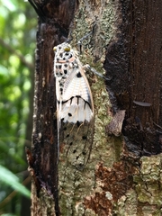 Ayuthia spectabile