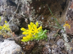 Sedum leibergii