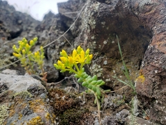 Sedum leibergii