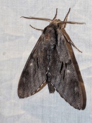 Sphinx maurorum