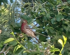 Haemorhous mexicanus