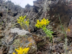 Sedum leibergii