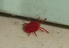 Trombidium holosericeum