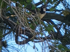 Haemorhous mexicanus