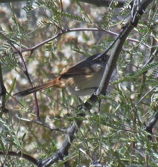 Pseudasthenes steinbachi