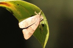 Euselasia thucydides