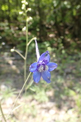 Delphinium treleasei