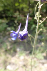 Delphinium treleasei