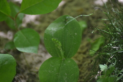 Neottia convallarioides
