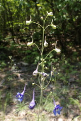 Delphinium treleasei