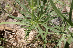 Delphinium treleasei