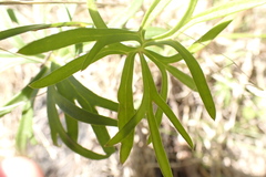 Delphinium treleasei