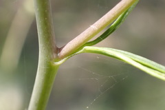 Delphinium treleasei
