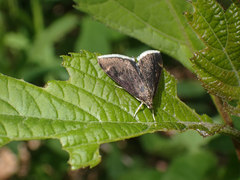 Pyrausta niveicilialis