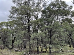 Acacia catenulata