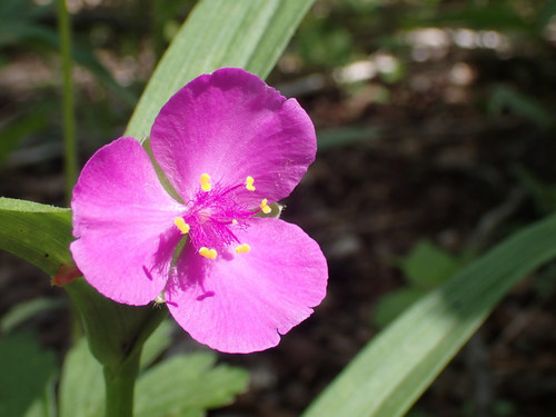 Piney Ridge Trail
