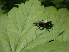 Laphria divisor