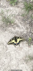 Papilio machaon oregonius