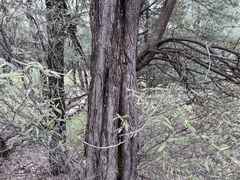 Acacia catenulata