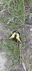 Papilio machaon oregonius