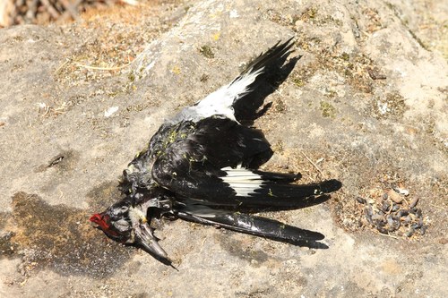 iNaturalist observation photo of Acorn Woodpecker