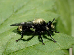 Laphria divisor