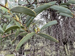 Acacia catenulata