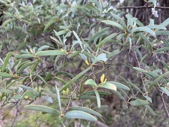 Acacia catenulata