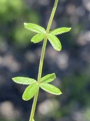 Galium porrigens porrigens