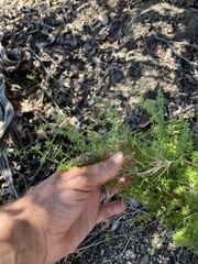 Galium porrigens porrigens