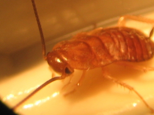 Žohari i Termiti (Blattodea)